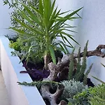 Attico 